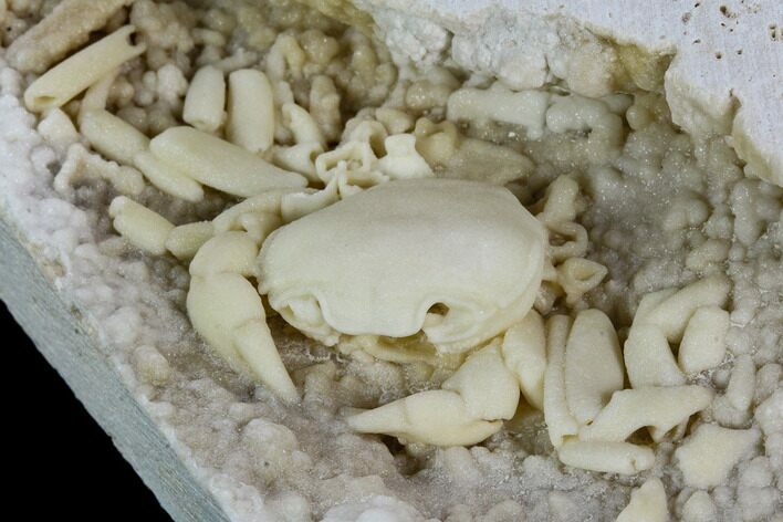 Fossil Crab (Potamon) Preserved in Travertine - Turkey #121372